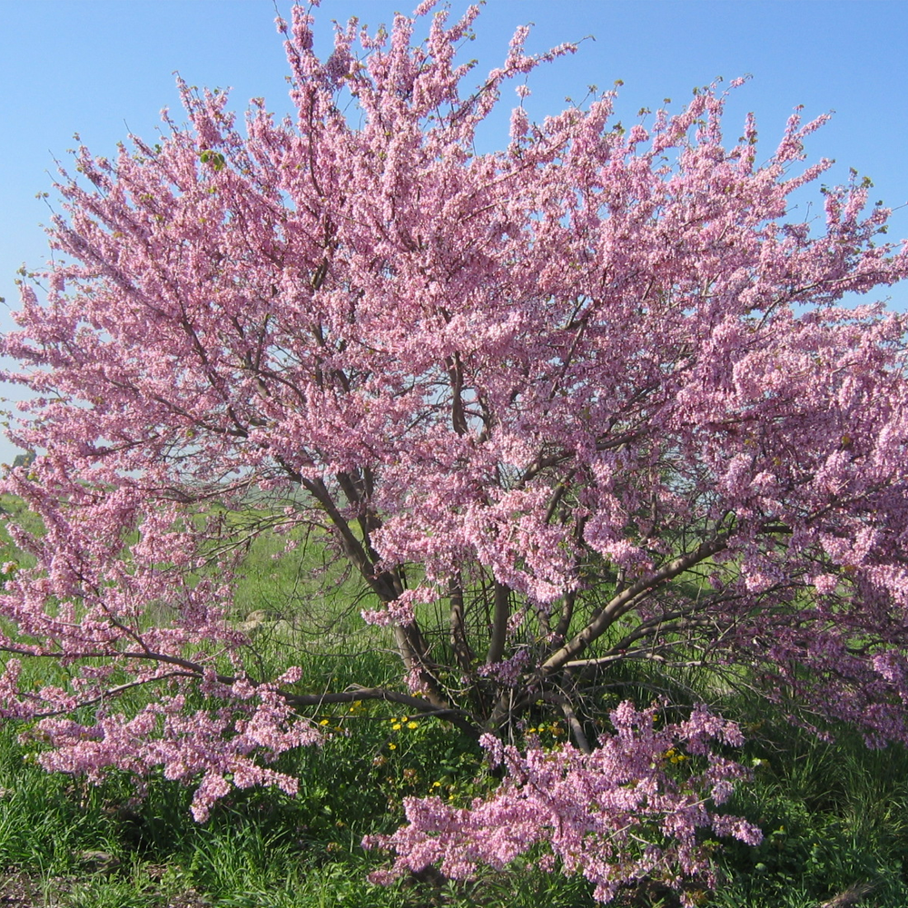 Cercis Bodnant Tree (12L, 5-6ft)