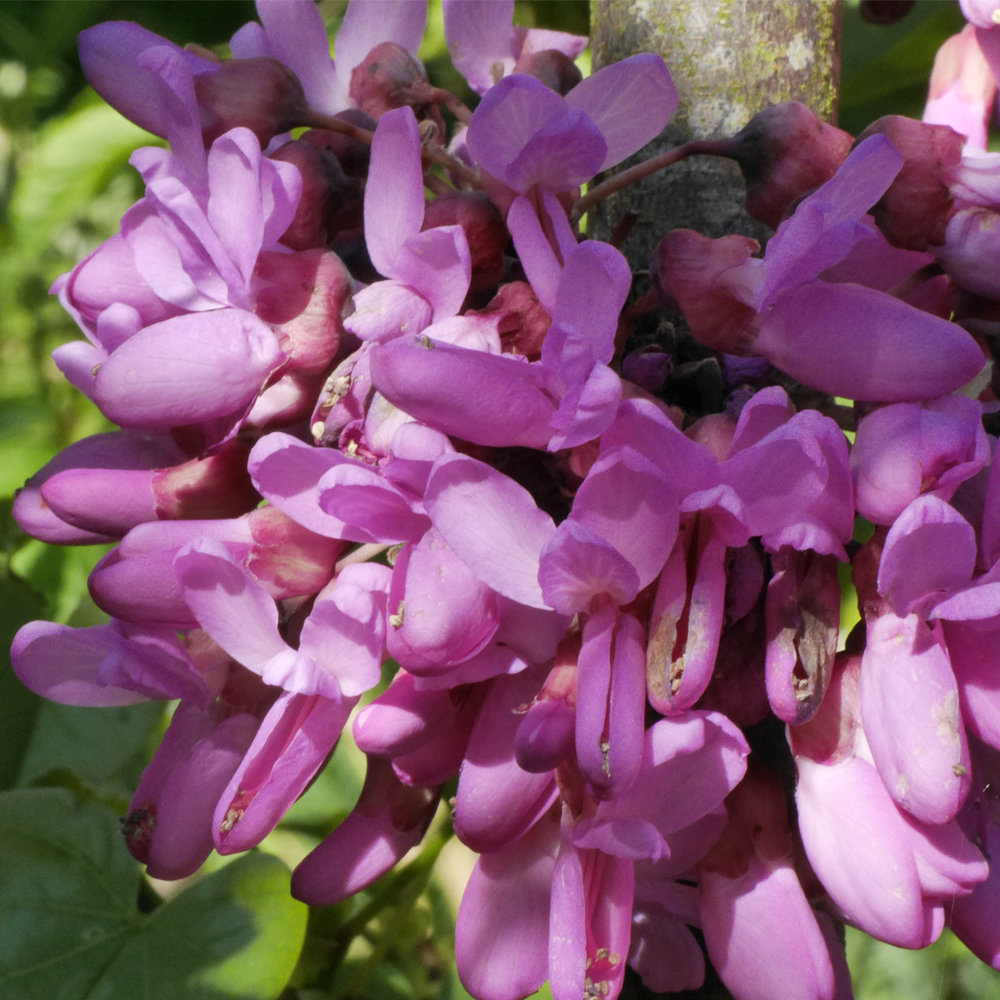 Cercis Bodnant Tree (12L, 5-6ft)
