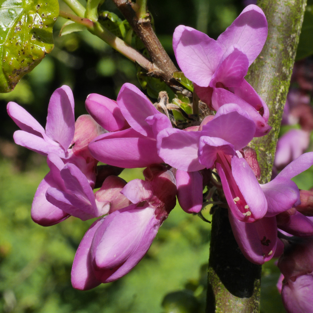 Cercis Bodnant Tree (12L, 5-6ft)