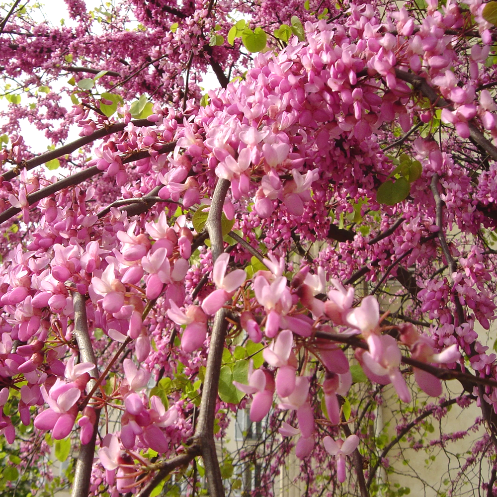 Cercis Bodnant Tree (12L, 5-6ft)