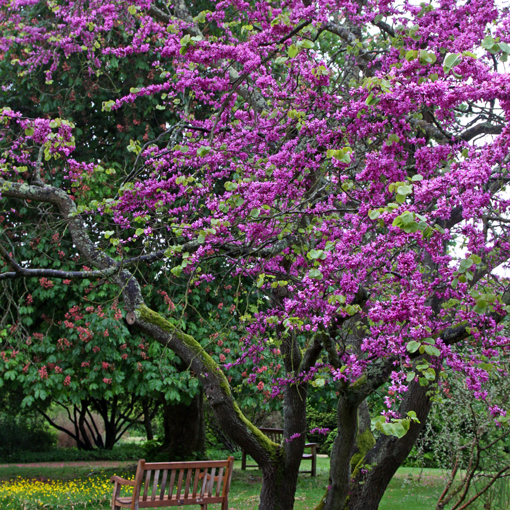 Cercis Bodnant Tree (12L, 5-6ft)