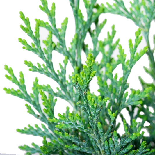 Chamaecyparis White Spot (9cm)