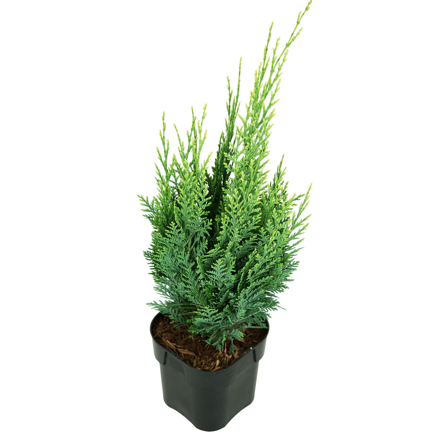 Chamaecyparis White Spot (9cm)