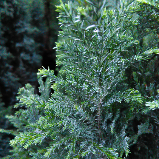 Chamaecyparis Ellwoodii (9cm)