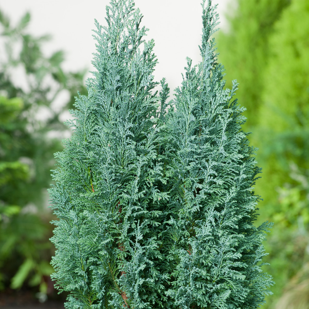 Conifer Mix (9cm, Pack of 5)