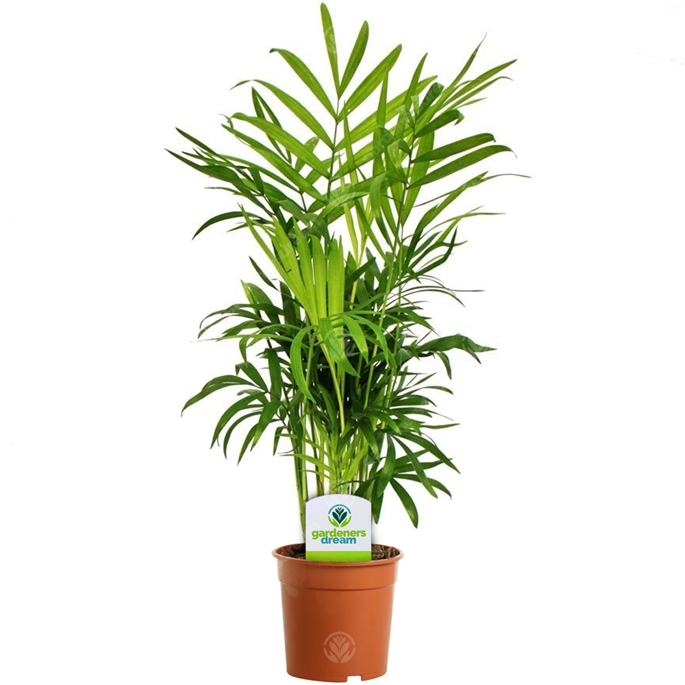 Indoor Plant Mix (B) - Dieffenbachia, Chamaedorea & Dracaena