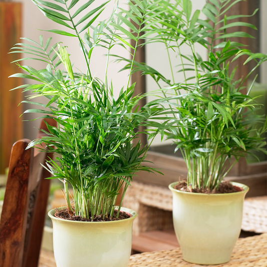 Chamaedorea Palm (13cm, V5)