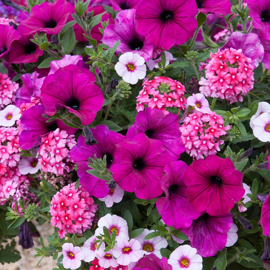 Basket Plants - Trio Cherry Kiss (13cm)