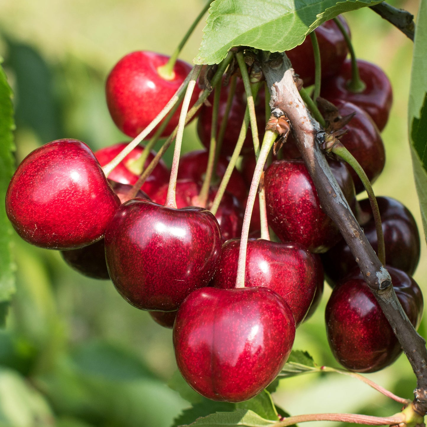 Cherry Kordia (MM106, 7.5L, 4-5ft)