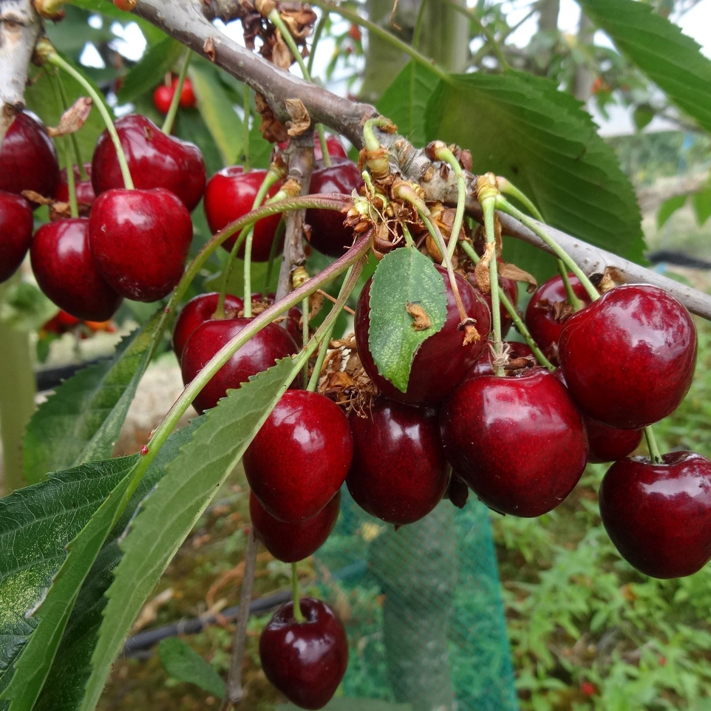 Cherry Kordia (MM106, 7.5L, 4-5ft)