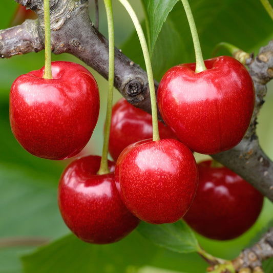 Cherry Regina (MM106, 7.5L, 4-5ft)