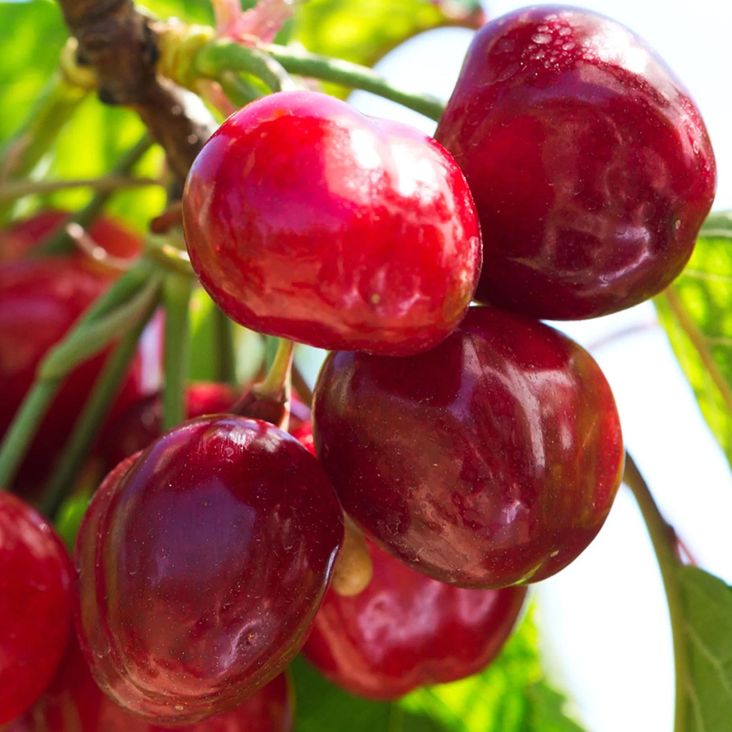 Cherry Regina (MM106, 7.5L, 4-5ft)