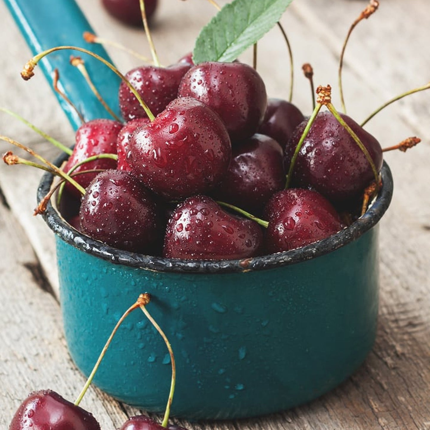 Cherry Regina (MM106, 7.5L, 4-5ft)