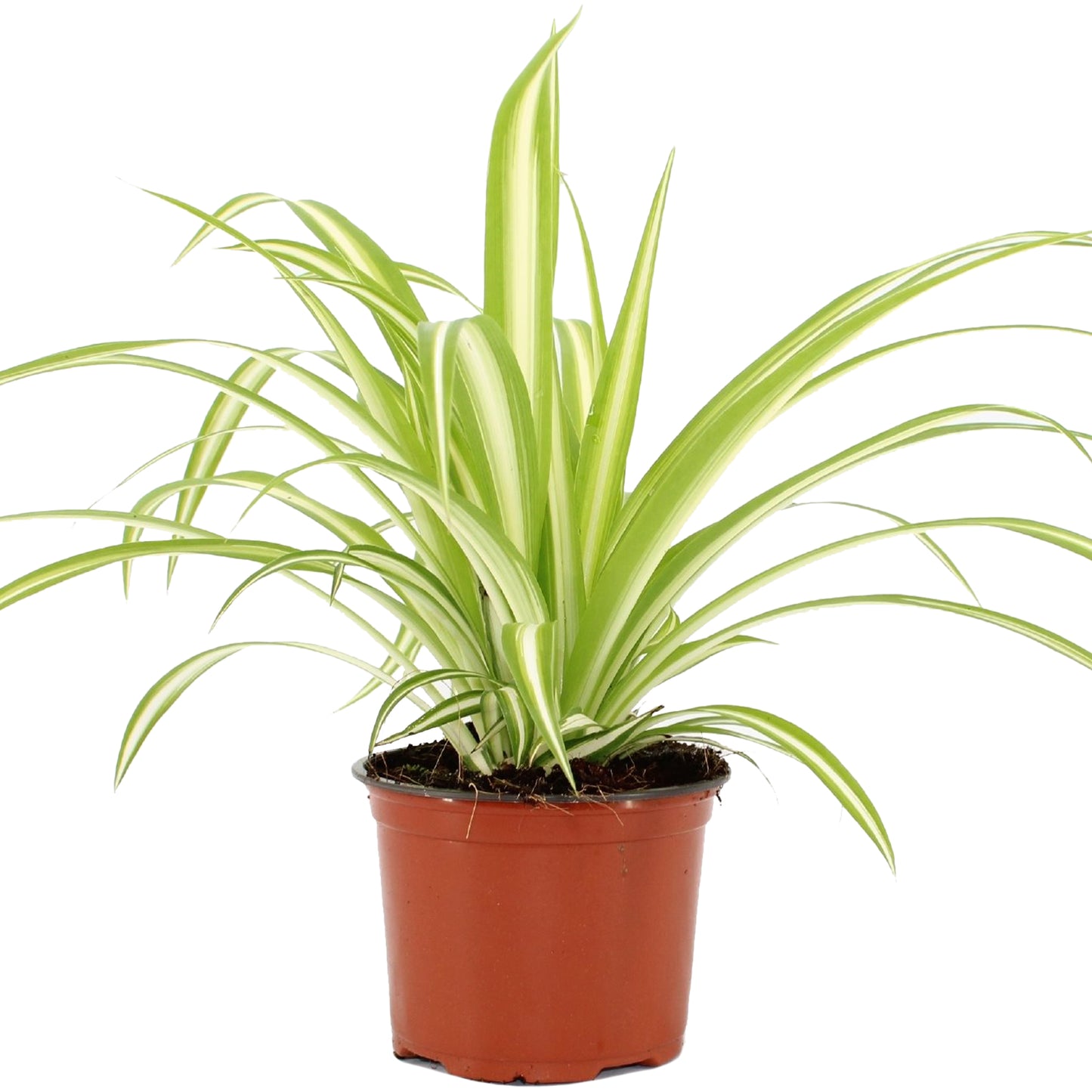 Chlorophytum Variegatum (12cm) V4
