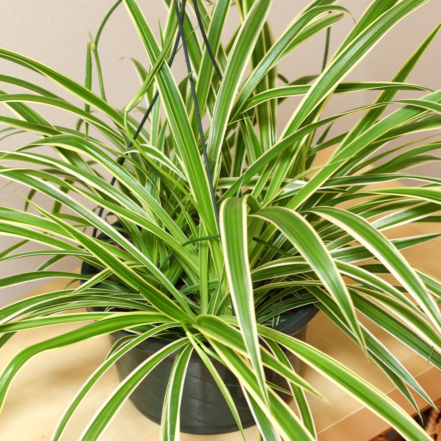 Chlorophytum Variegatum (12cm) V4