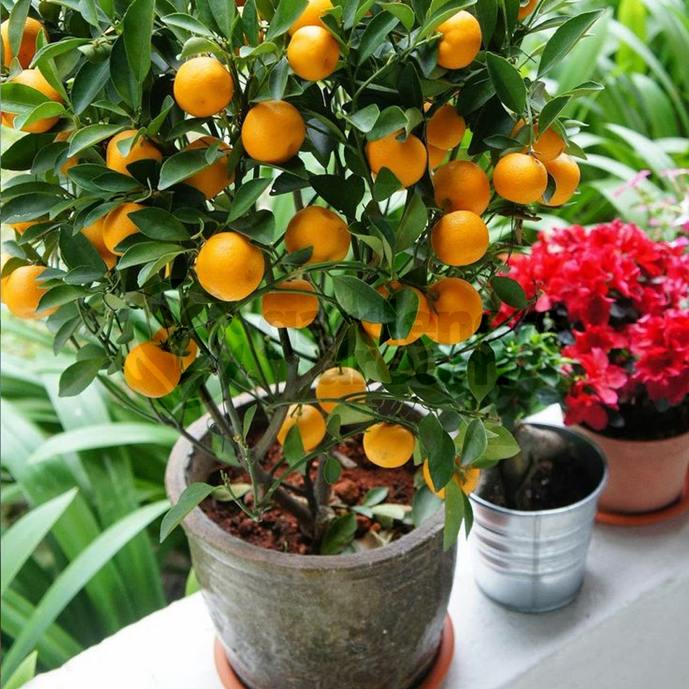 Citrus calamondin Orange Tree (12cm)