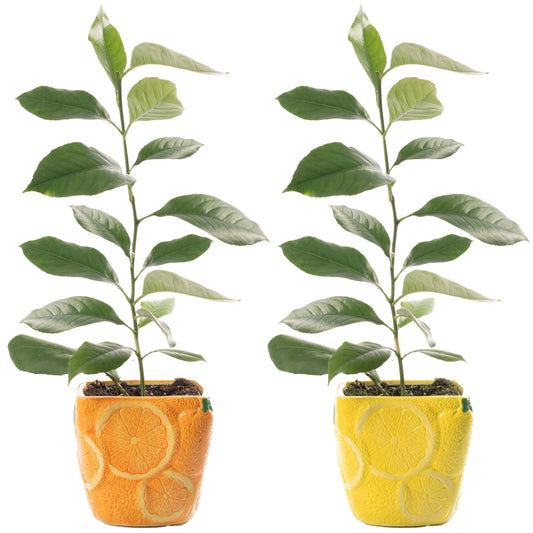 Citrus Duo - Lemon & Orange (9cm, Ceramic Pots)