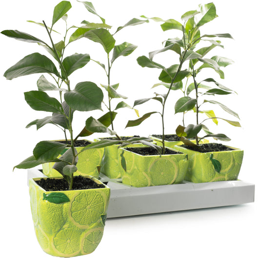 Citrus Lime (9cm, Ceramic Pot)