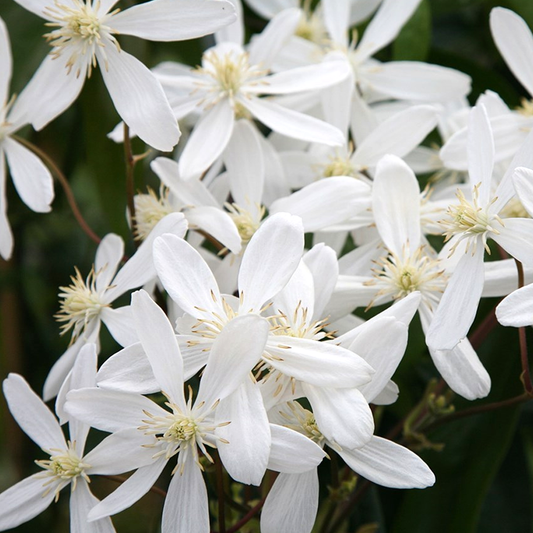 Clematis Armandii (9cm)