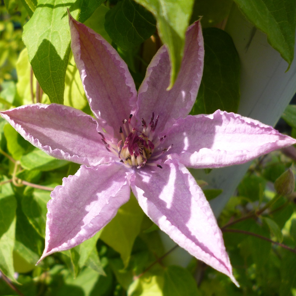 Clematis Hagley Hybrid (9cm)