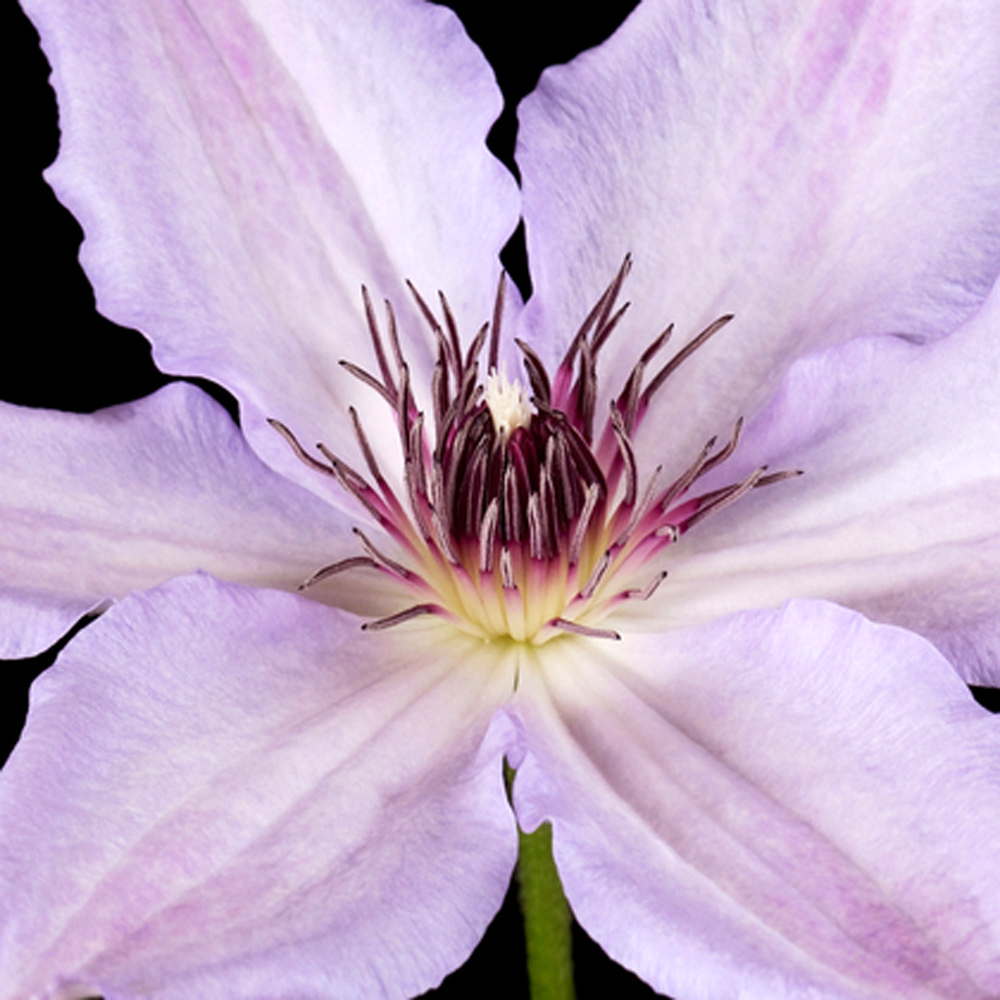 Clematis Hagley Hybrid (9cm)