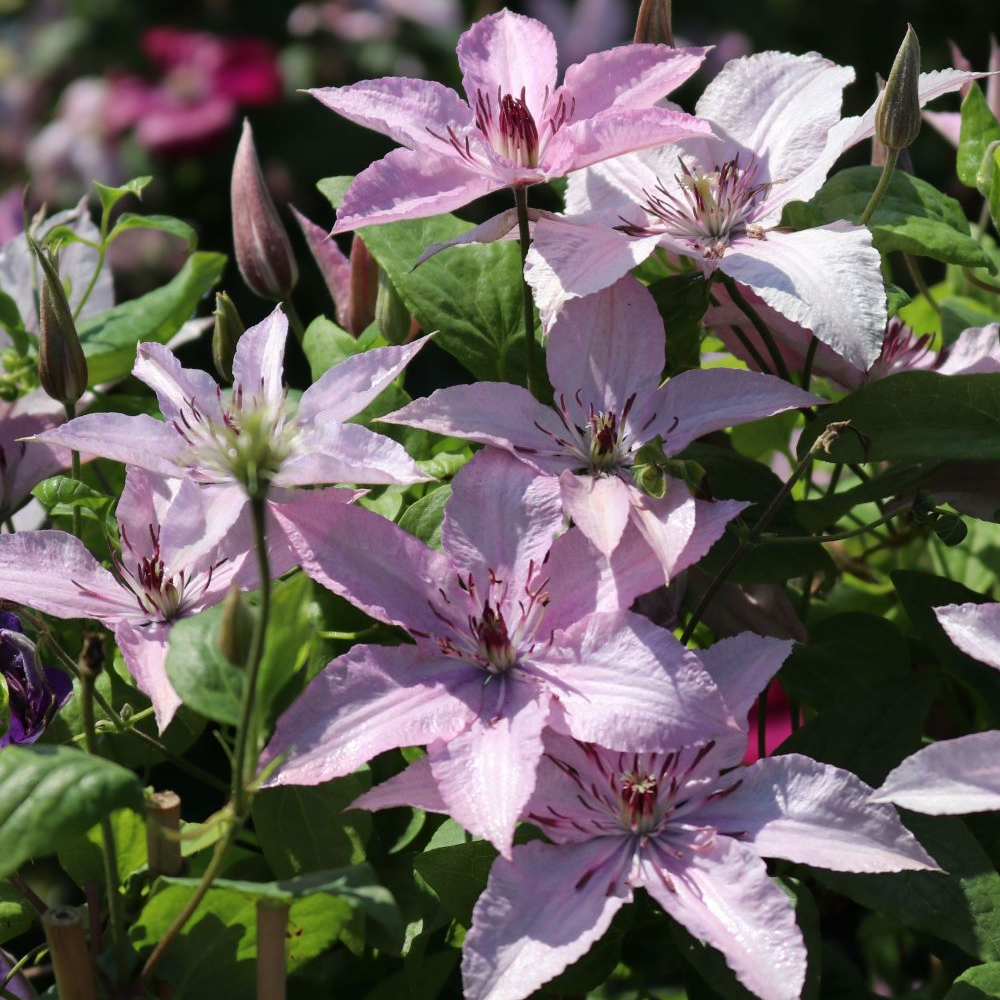 Clematis Hagley Hybrid (9cm)