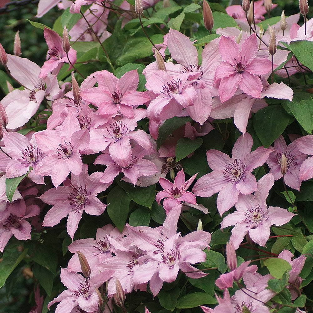 Clematis Hagley Hybrid (9cm)