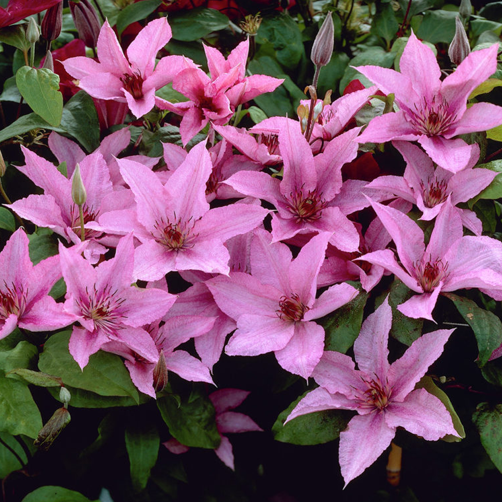 Clematis Hagley Hybrid (9cm)