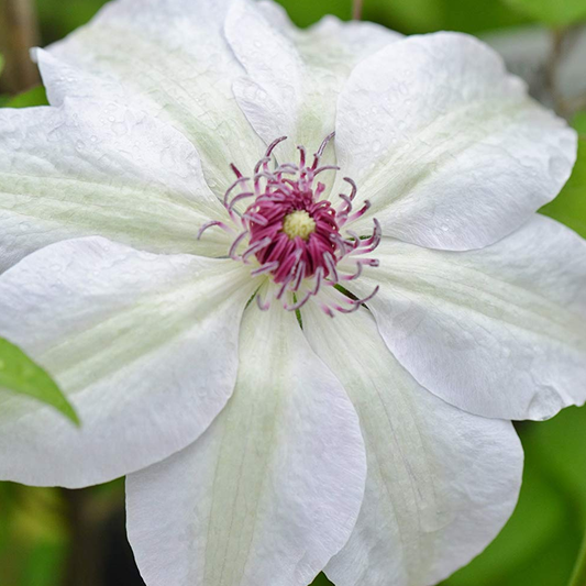 Clematis Miss Bateman (9cm)