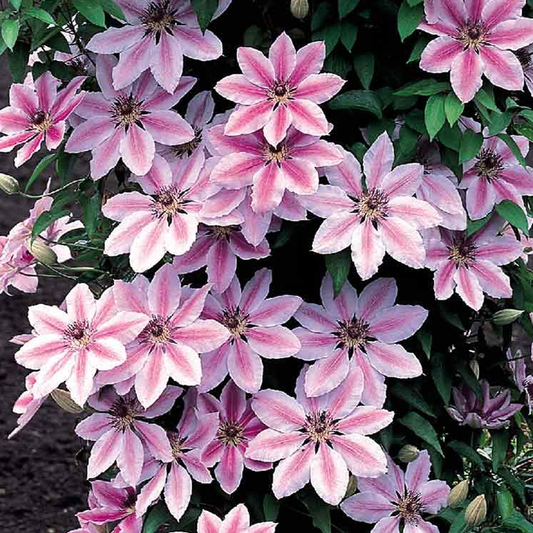 Clematis Nelly Moser (9cm)