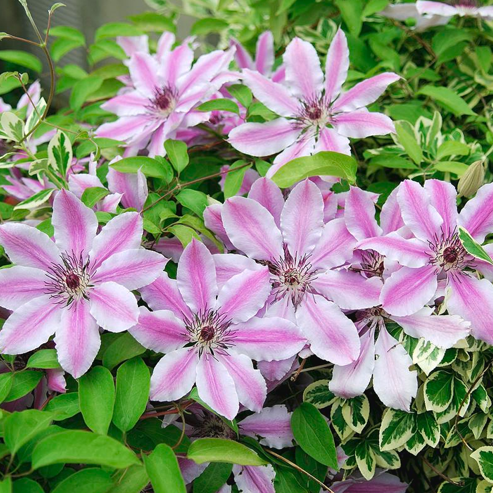 Clematis Nelly Moser (9cm)