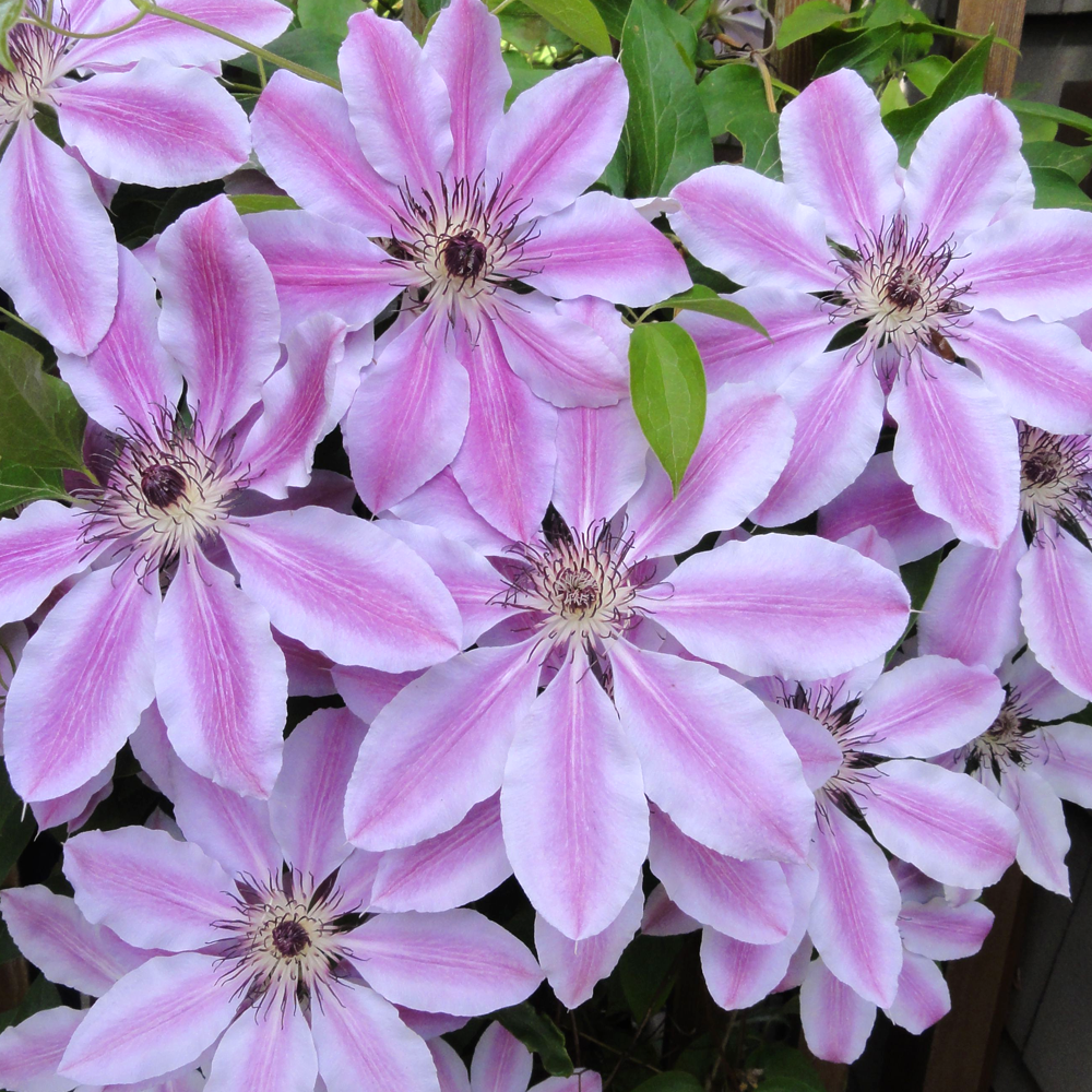 Clematis Nelly Moser (9cm)