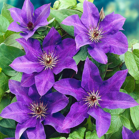 Clematis The President (9cm)
