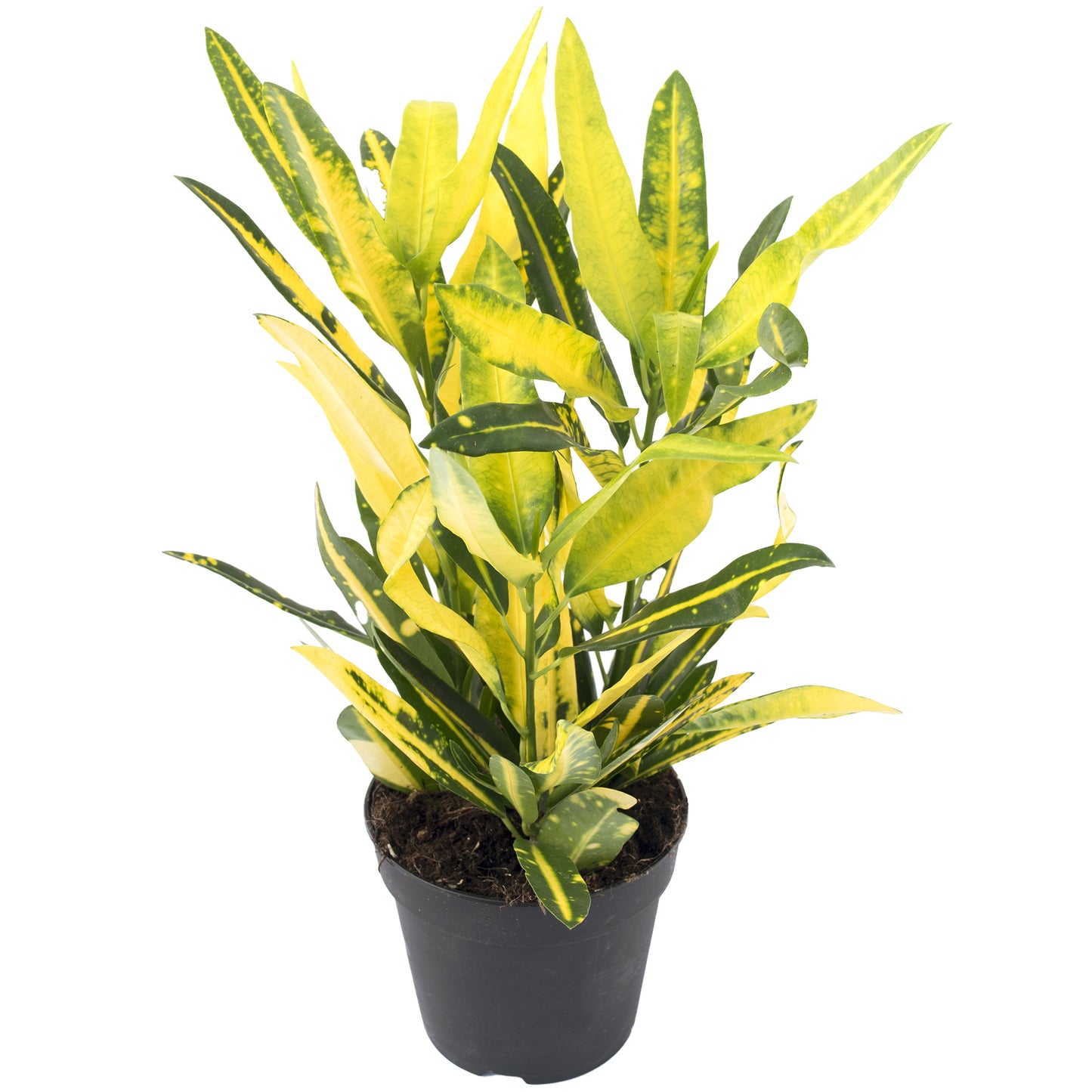 Codiaeum Sunny Star (12cm) V1