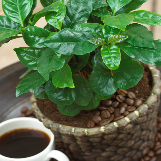 Coffea arabica (13cm, V1)