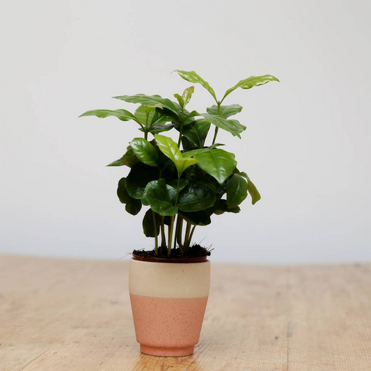 Coffea arabica (13cm, V3)
