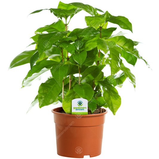 Coffee arabica (12cm)