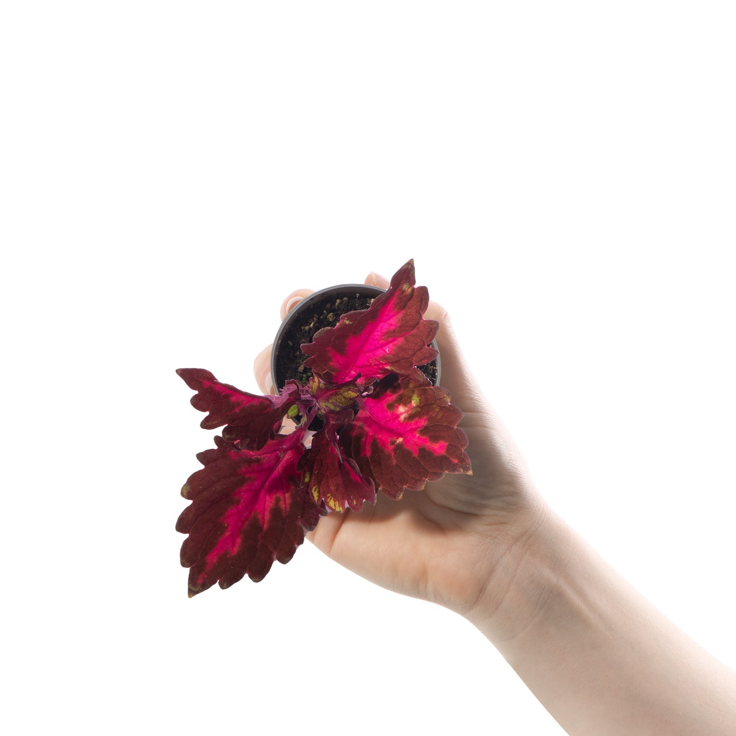 Baby Plants - Coleus Stained Glassworks Royalty