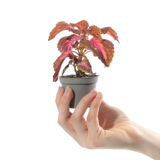 Baby Plants - Coleus Main Street Sunset Boulevard
