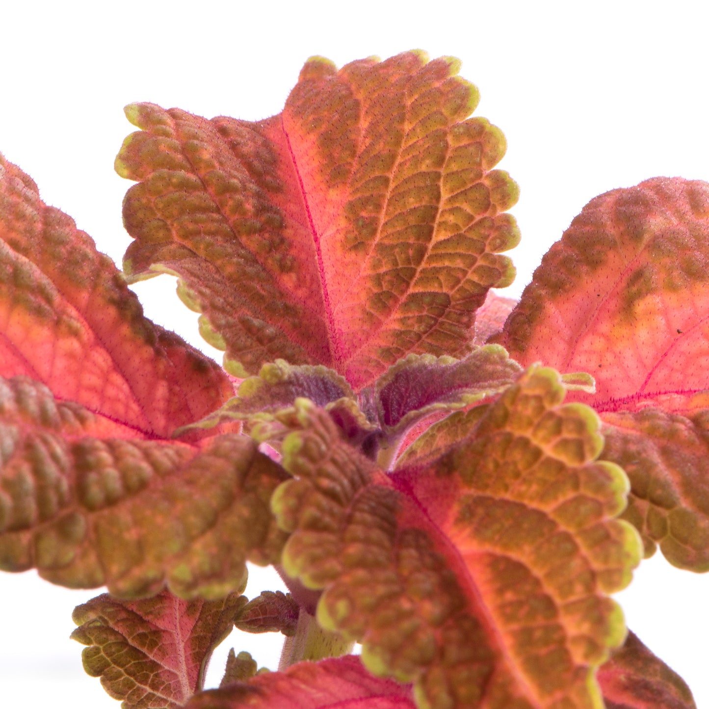 Baby Plants - Coleus Main Street Sunset Boulevard