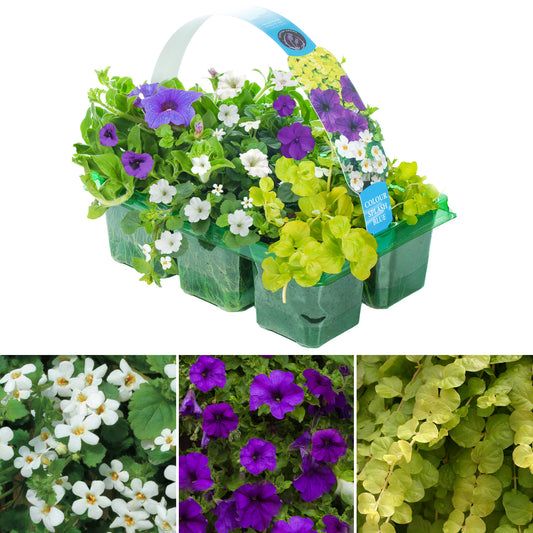 Basket Plants - Colour Splash Blue (6 Pack)