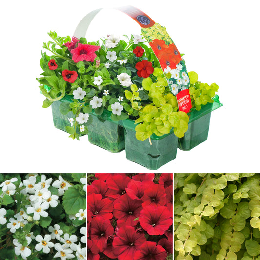 Basket Plants - Colour Splash Red (6 Pack)