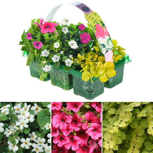 Basket Plants - Colour Splash Pink (6 Pack)