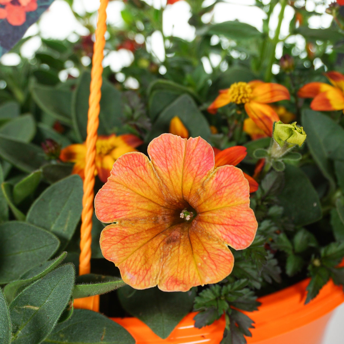 Hanging Basket - Orange Shades