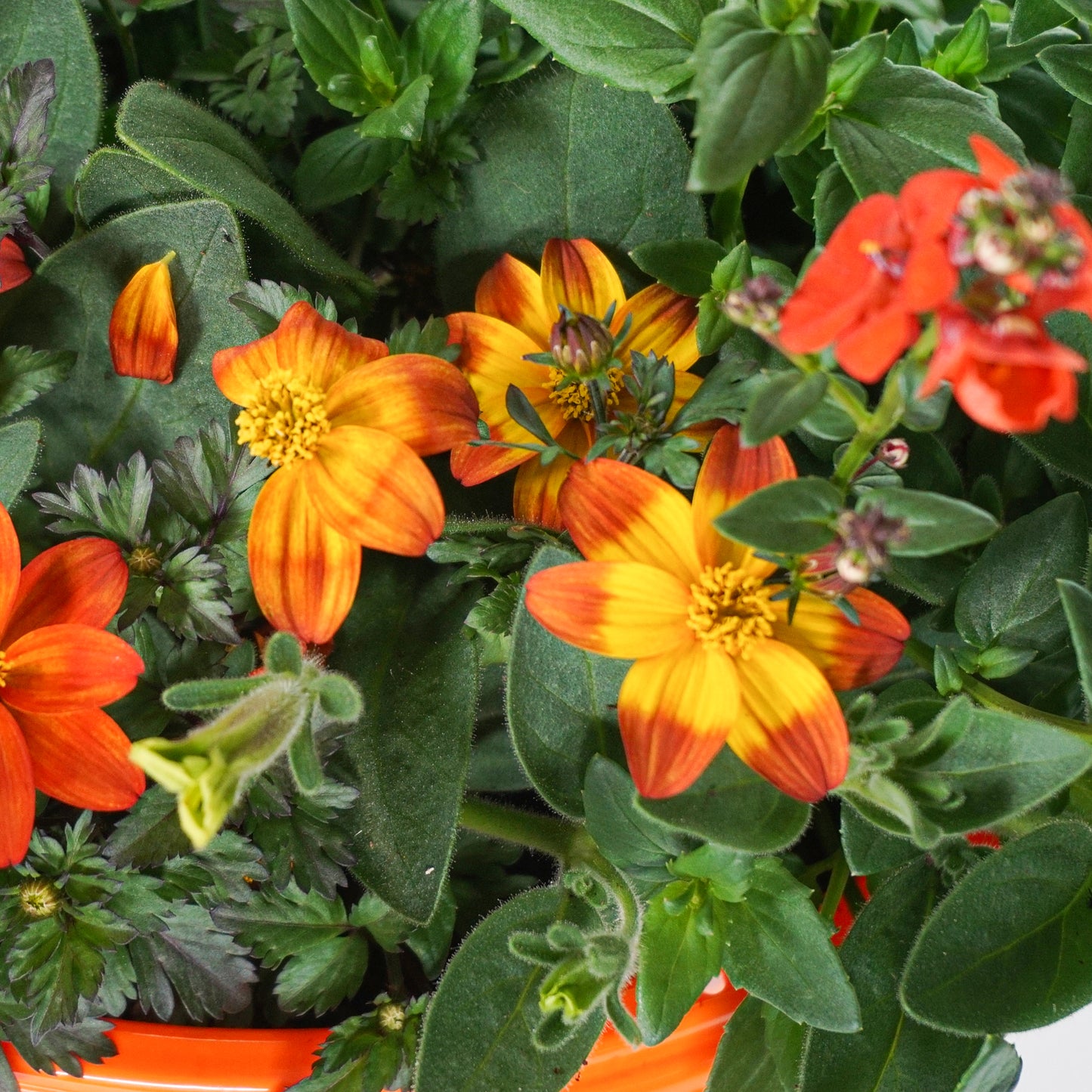 Hanging Basket - Orange Shades