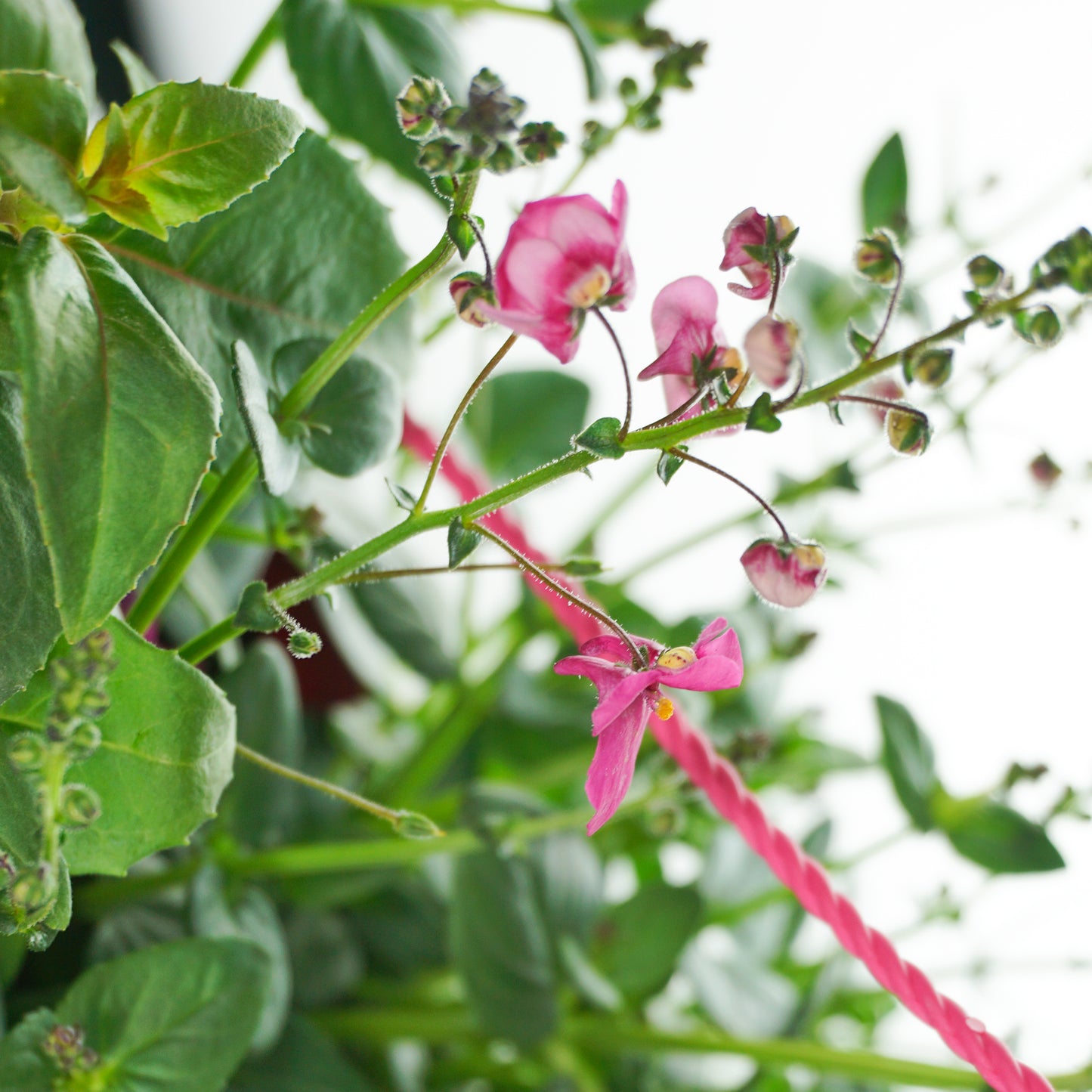 Hanging Basket - Pink Shades