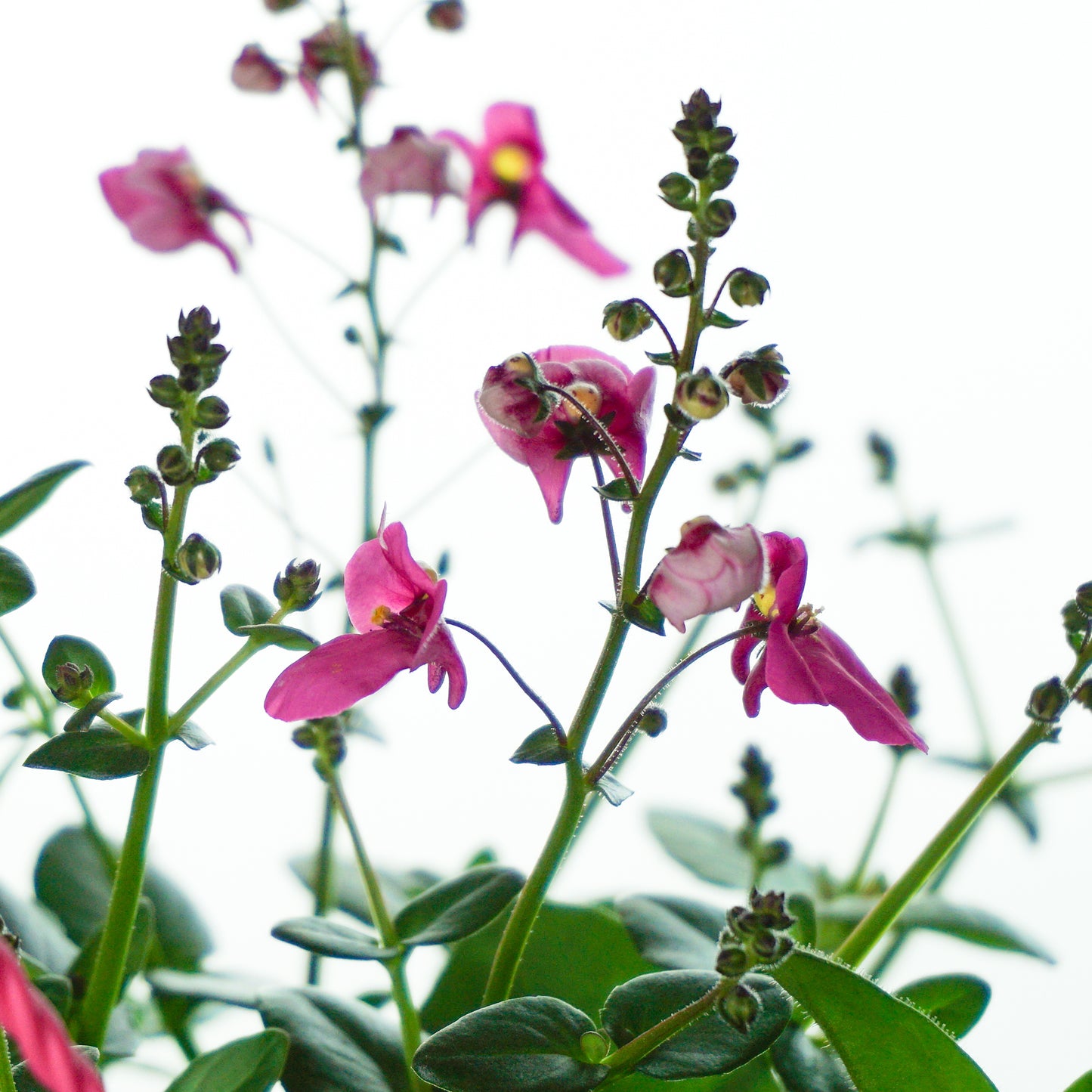 Hanging Basket - Pink Shades