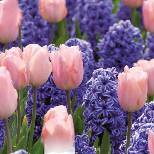 Combination - Hyacinth Blue & Tulip Pink (Pack of 15)