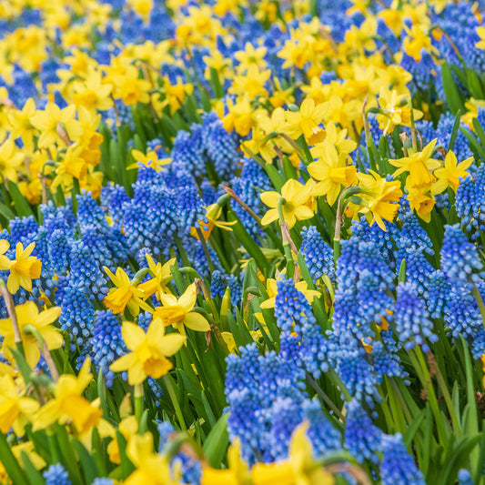 Combination - Narcissus & Muscari (Pack of 50)