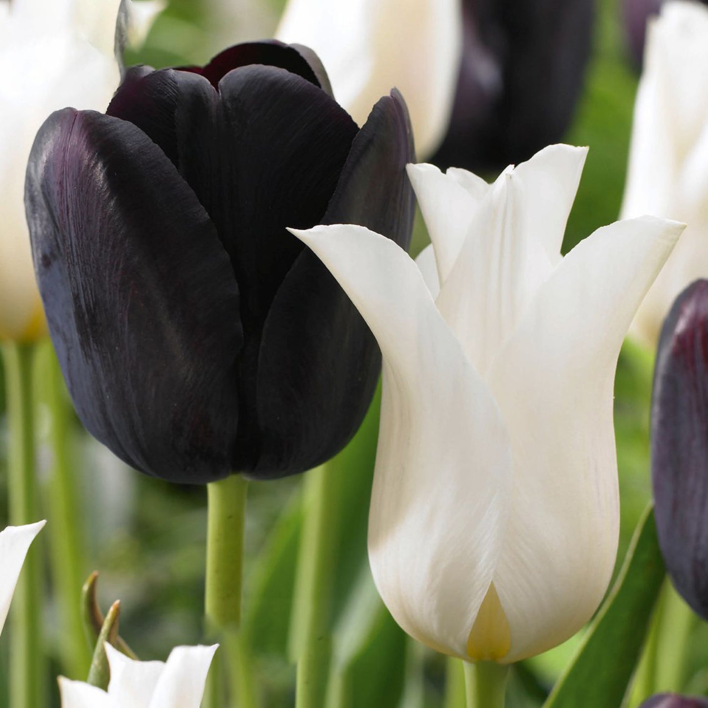 Combination - Tulip Black & White (Pack of 15)
